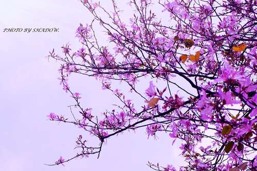 关于紫荆花的优美句子