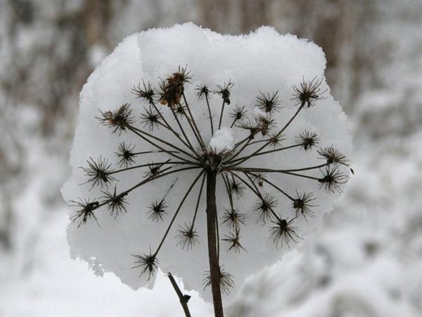 飘雪的句子1