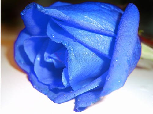 蓝玫瑰美句