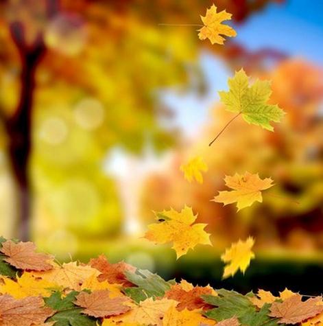句子描述秋天的落叶