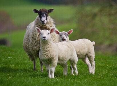关于羊的谚语