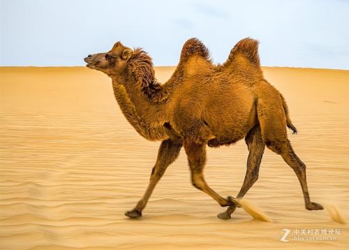 骆驼寓言