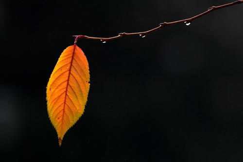 描述秋天的风和秋天的雨的句子
