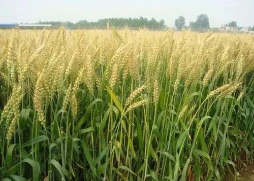 关于小麦的寓言