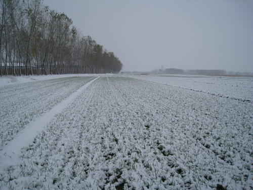冬季三层小麦覆盖