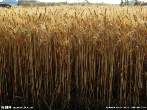 小麦是什么样的隐喻