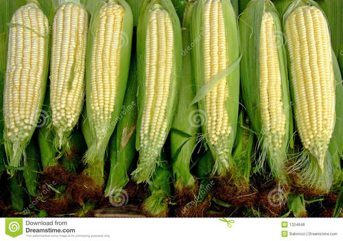 玉米的寓言