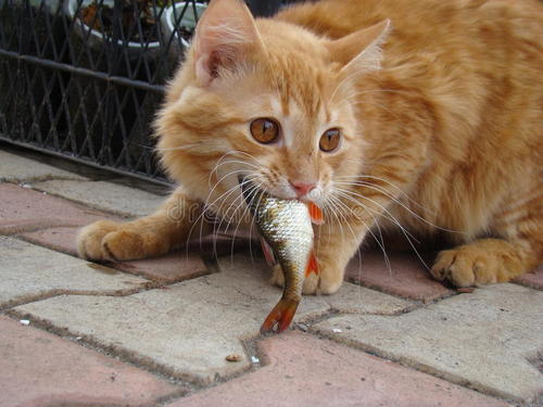猫不吃鱼