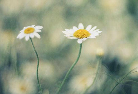 事实证明，只要内心充满欢乐，花朵就能从尘土中绽放