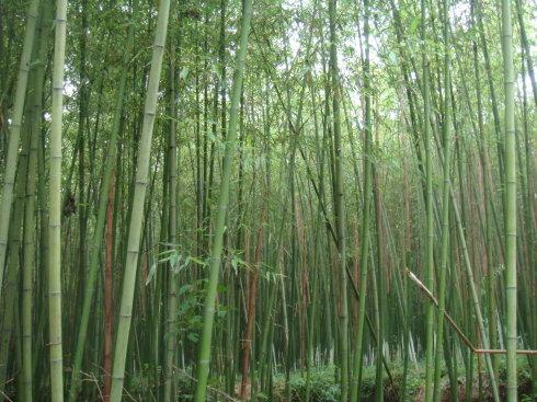 关于竹子的隐喻