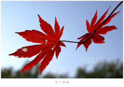 秋天的树叶隐喻