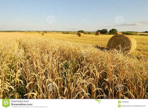 小麦的隐喻句