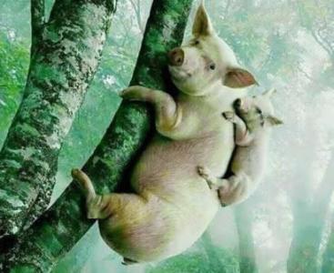 母猪爬上树