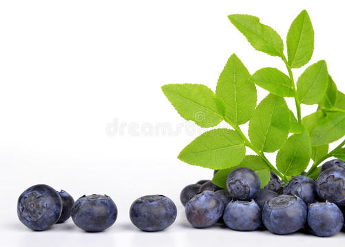 蓝莓比喻句