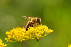 蜜蜂的比喻句