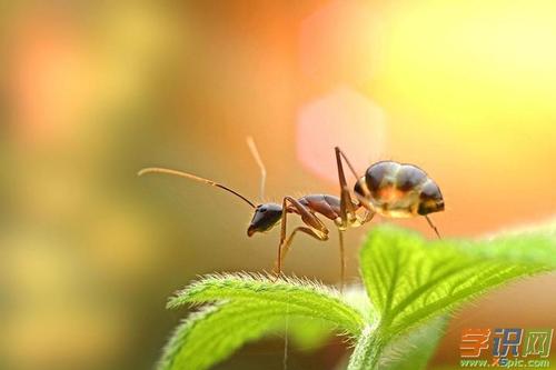 蚂蚁携带虫子的寓言