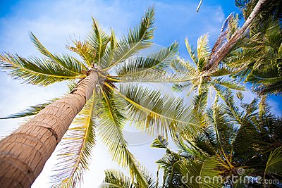 椰子树的寓言