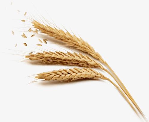 小麦耳朵的隐喻
