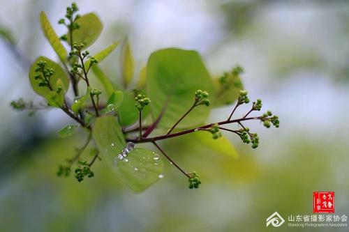 春雨句子