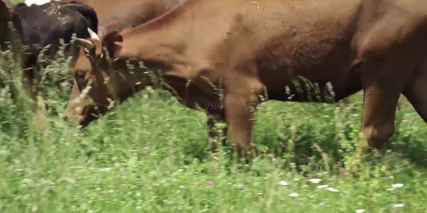 牛犊吃草