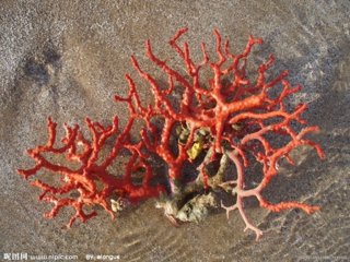 珊瑚是什么样的隐喻