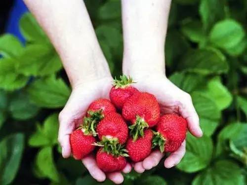 带孩子采摘草莓的快乐句子带孩子采摘草莓的快乐句子1
