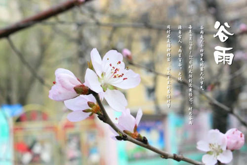 谷雨节祝福语