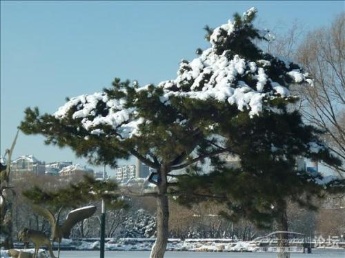 冬天的松树比喻