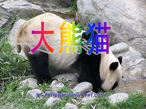 熊猫的比喻句