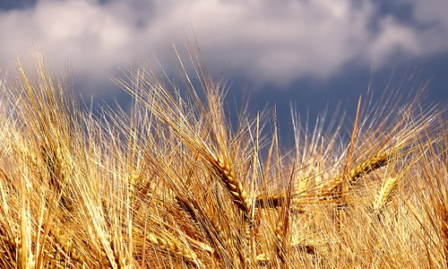 描述小麦成熟度的句子