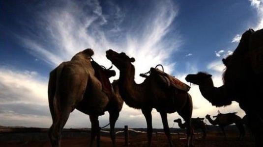 关于骆驼的寓言
