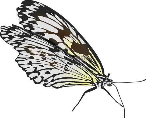 梦想是蝴蝶的翅膀