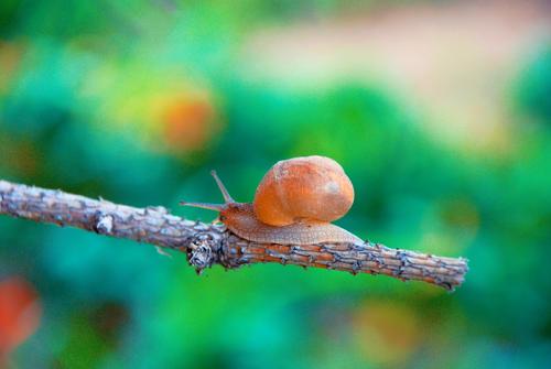 蜗牛背着沉重的贝壳，逐步攀爬
