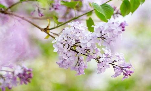 美丽的句子，淡紫色的花