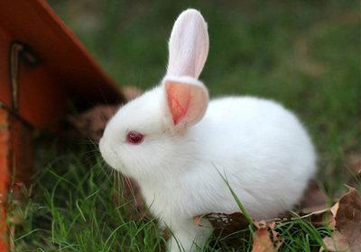 描述兔子的美丽句子