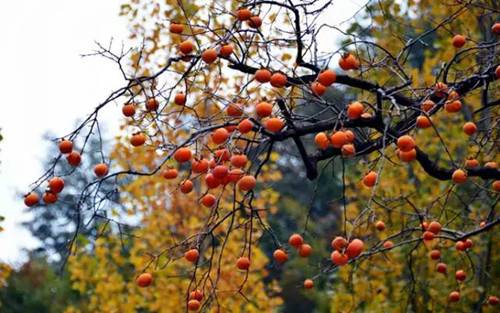 秋天的水果美丽的一句话