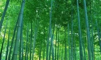 并非每根竹子都能做成长笛