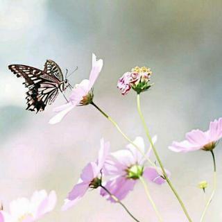 晏殊：蝴蝶与花朵·菊花的刺激
