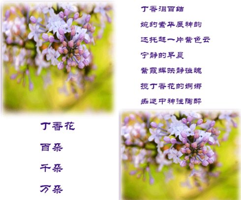 淡紫色花朵的诗