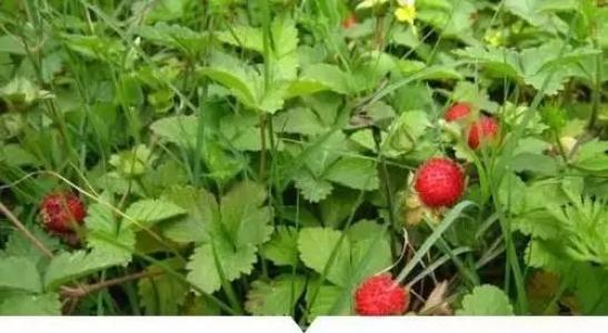 耿林芒：野草莓，山谷之唇