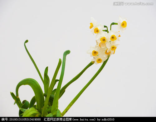 描绘水仙花的片段