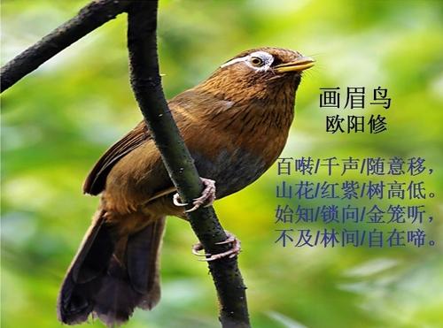 关于小鸟的诗