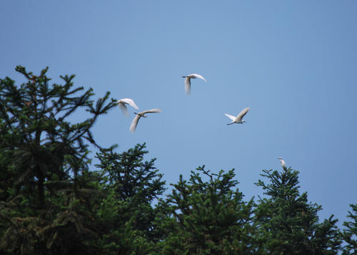 一排白鹭在蔚蓝的天空全诗