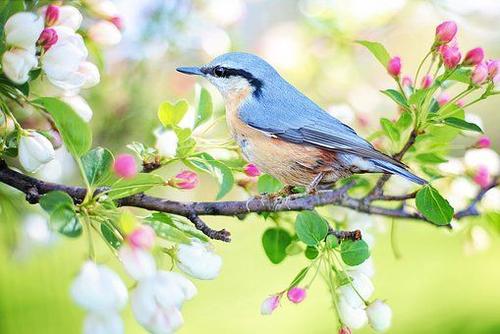 春季鸟类诗