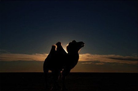 一个让人们阅读和阅读的故事：骆驼如何击败狼？