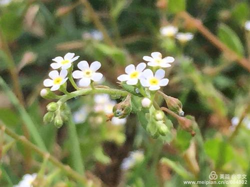 朱自清：看花