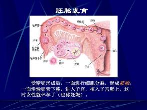 新生命的诞生