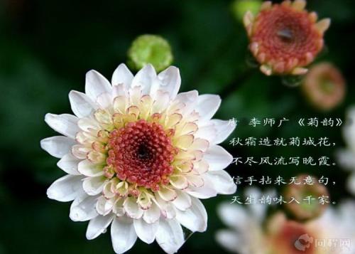 描写秋菊的诗