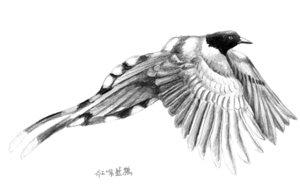 叶凌峰：香港野鸟