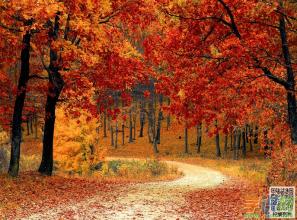美丽的片段描述秋天